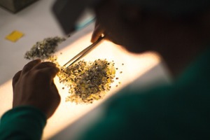  Sortierung der Rohdiamanten • Sorting of rough diamonds  