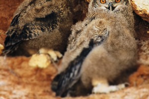  Doppelte Bedeutung: Eulen symbolisieren Weisheit. Etwa 70 % aller heimischen Uhus – die größten europäischen Eulenvögel – nisten in Steinbrüchen und Kiesgruben. So wurde der treue Uhu zur Symbolfigur im Logo des MIRO-Nachhaltigkeitswettbewerbes • 
Double meaning: owls symbolize wisdom. About 70 % of all native&nbsp; eagle owl - the largest European owl birds - nest in quarries and gravel pits. The faithful eagle owl became a symbol in the logo of the MIRO sustainability competition 