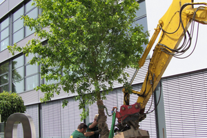  2 Zum 150. Firmenjubiläum wird eine Eiche als Zeichen der Tradition gesetzt • To mark the 150th company anniversary, an oak tree was planted as a symbol of tradition 