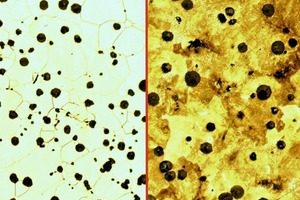  6 Vergleich des ferritischen Gefüges eines Siron EN-GJS-600-10 mit dem Gefüge eines EN-GJS-700-2 mit hohem Perlitanteil. Geätzt, V= 100x • Comparison of the ferritic microstructure of a Siron EN-GJS-600-10 with the microstructure of an EN-GJS-700-2 with a high pearlite content. Etched, V= 100x 