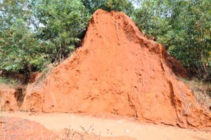  1 Rotsediment von Bhimenipatnam, Distrikt Visakhapatnam, Andhra Pradesh (Typisches Vorkommen) ● Red sediments of Bhimunipatnam, Visakhapatnam Dist., Andhra Pradesh (Typical hillock)  