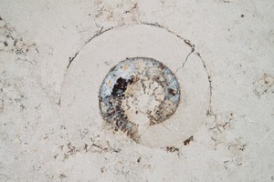  Fossilien in den Kalksteinplatten • Fossiles in the lime stone plates 